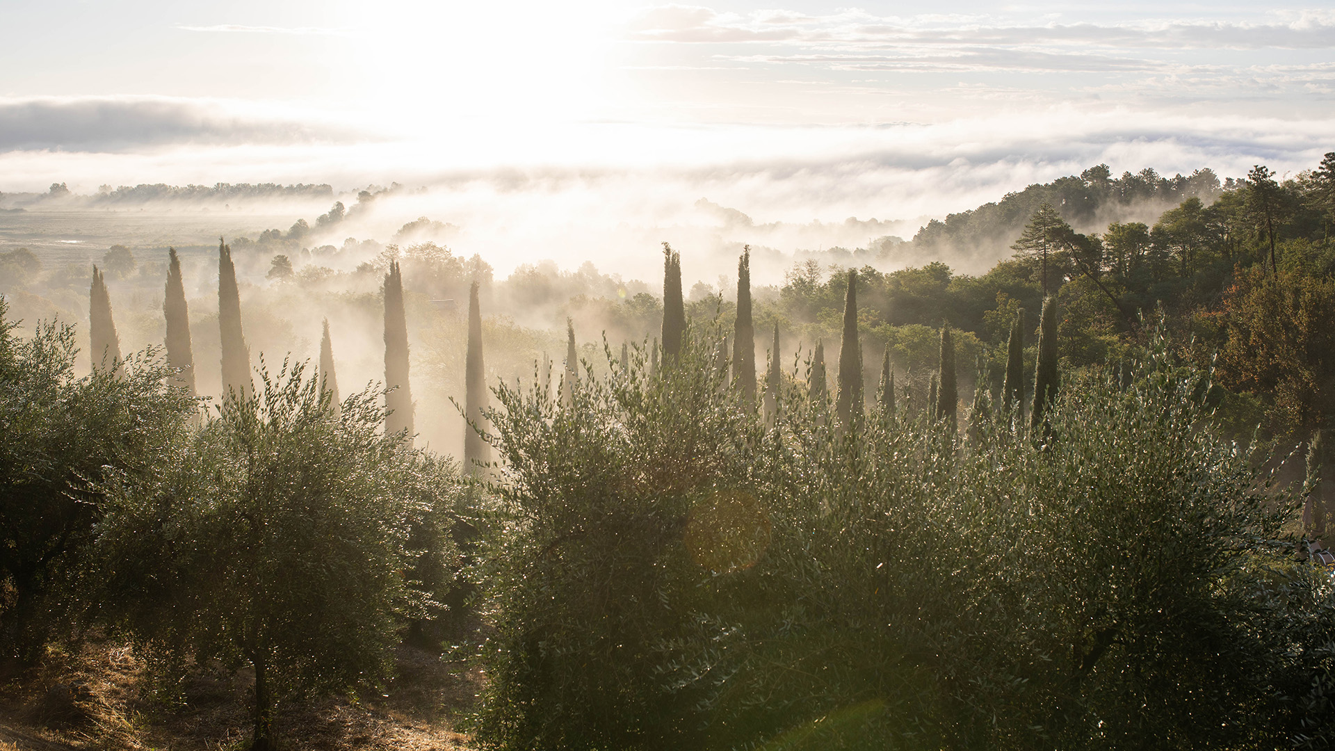 The Frantoio Villa, Tuscany